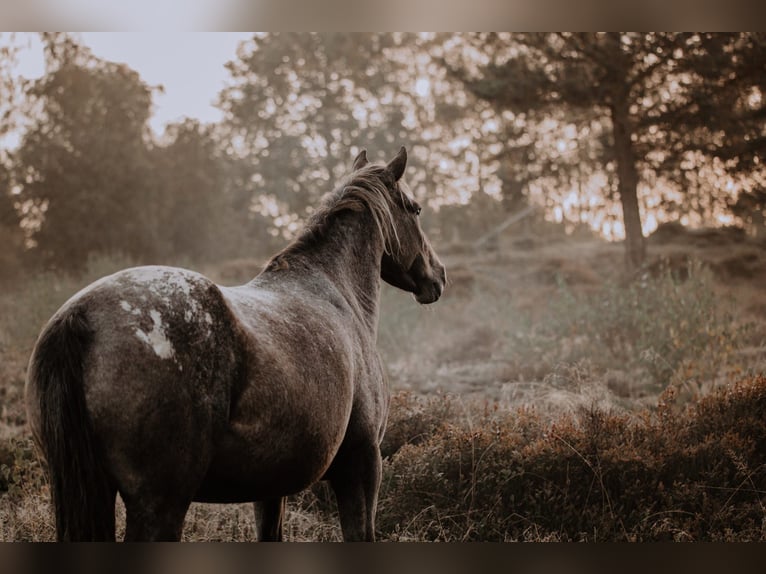 Appaloosa Mare 12 years Overo-all-colors in Haidmühle