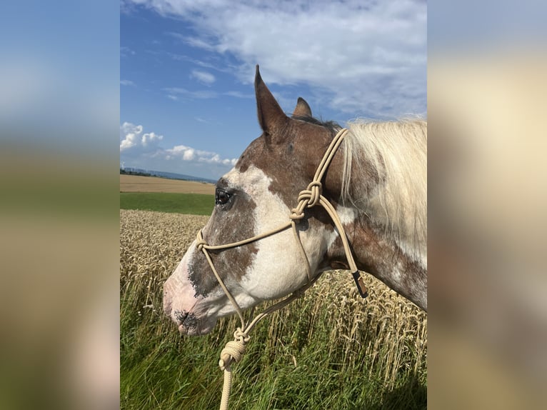 Appaloosa Mare 12 years in Krautscheid