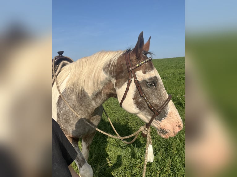 Appaloosa Mare 12 years in Krautscheid