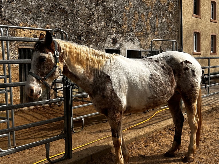 Appaloosa Mare 12 years in Krautscheid
