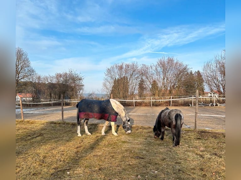 Appaloosa Mare 13 years 11.2 hh Leopard-Piebald in Denklingen