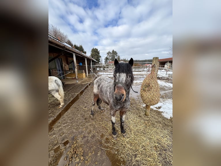 Appaloosa Mare 13 years 11.2 hh Leopard-Piebald in Denklingen