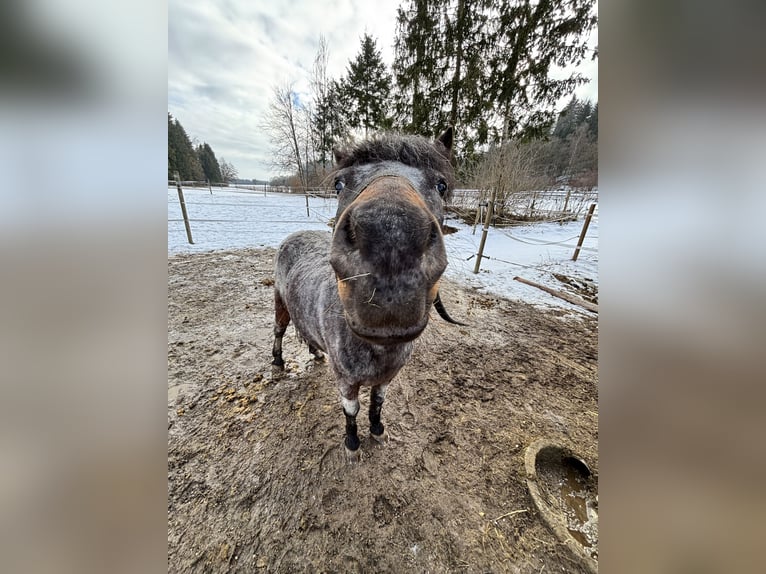 Appaloosa Mix Mare 13 years 11,2 hh Leopard-Piebald in Denklingen