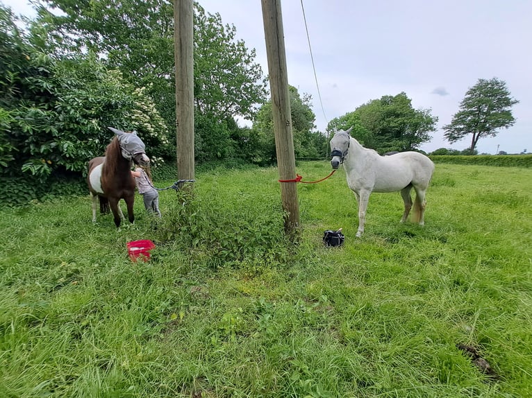 Appaloosa Mare 13 years 13 hh Tobiano-all-colors in Schapen