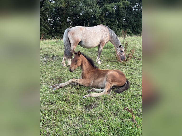 Appaloosa Mix Mare 13 years 13,1 hh Leopard-Piebald in Daleiden