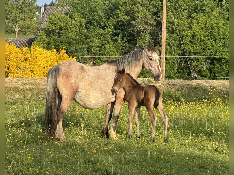 Appaloosa Mix Mare 13 years 13,1 hh Leopard-Piebald in Daleiden