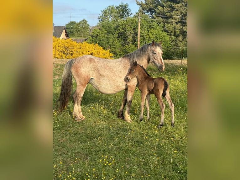 Appaloosa Mix Mare 13 years 13,1 hh Leopard-Piebald in Daleiden