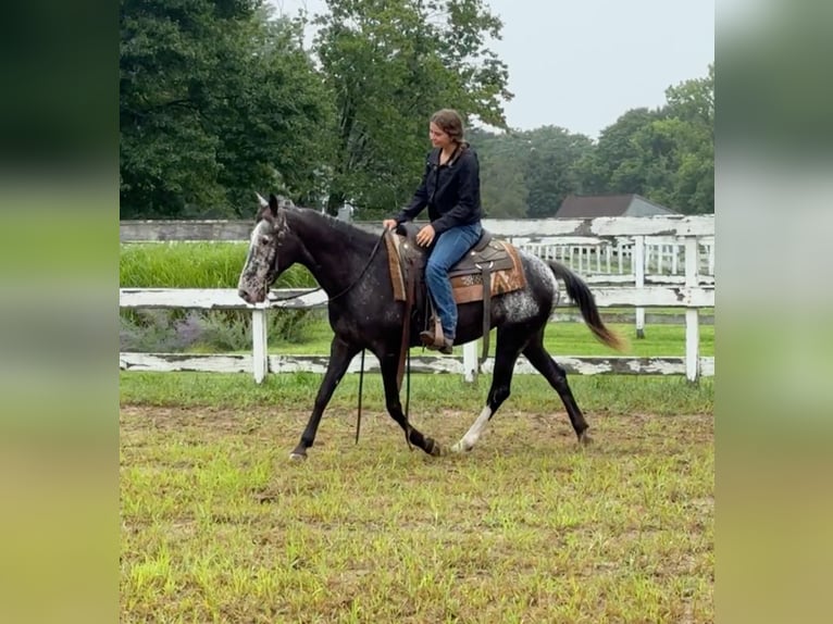 Appaloosa Mare 13 years 14,1 hh Black in Granby, CT