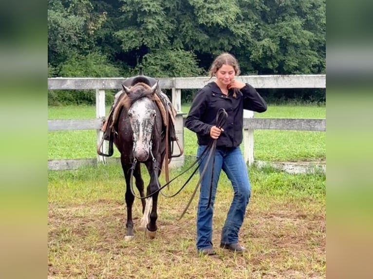 Appaloosa Mare 13 years 14,1 hh Black in Granby, CT