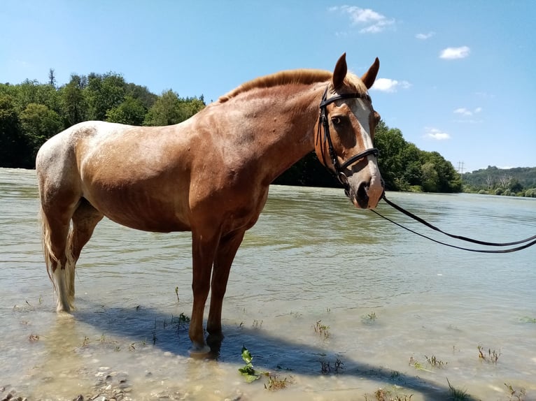 Appaloosa Mix Mare 13 years 14,1 hh Roan-Red in Klettgau