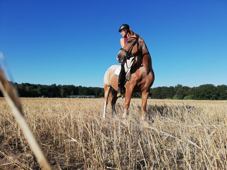 Appaloosa Mix Mare 13 years 14,1 hh Roan-Red in Klettgau