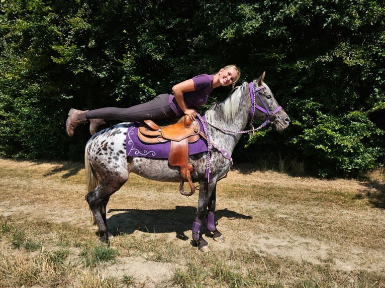 Appaloosa Mare 13 years 14.2 hh Leopard-Piebald in Linkenbach