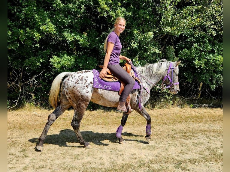 Appaloosa Mare 13 years 14.2 hh Leopard-Piebald in Linkenbach