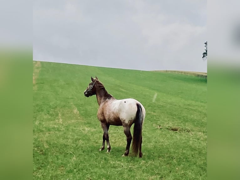 Appaloosa Mix Mare 13 years 14,2 hh Roan-Red in Burgwedel