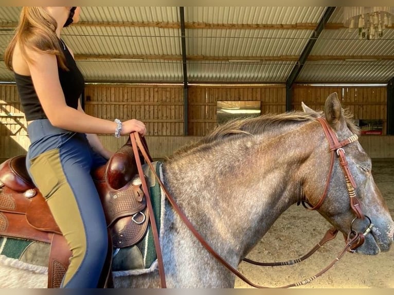 Appaloosa Mix Mare 13 years 14,2 hh Roan-Red in Burgwedel