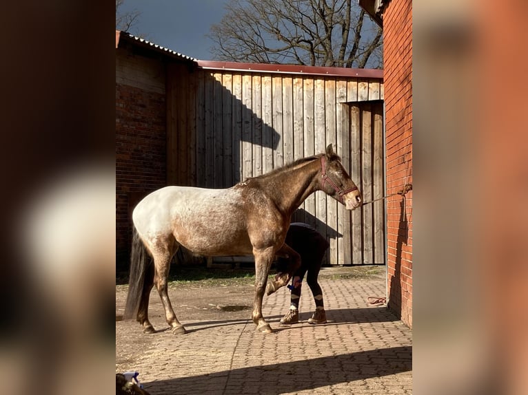 Appaloosa Mix Mare 13 years 14,2 hh Roan-Red in Burgwedel