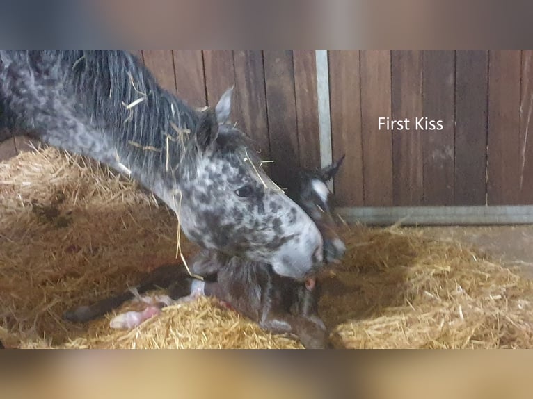 Appaloosa Mare 13 years 14,3 hh Leopard-Piebald in D&#xF6;rzbach