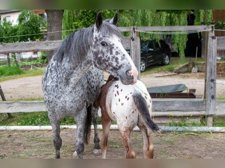 Appaloosa Mare 13 years 14,3 hh Leopard-Piebald in D&#xF6;rzbach