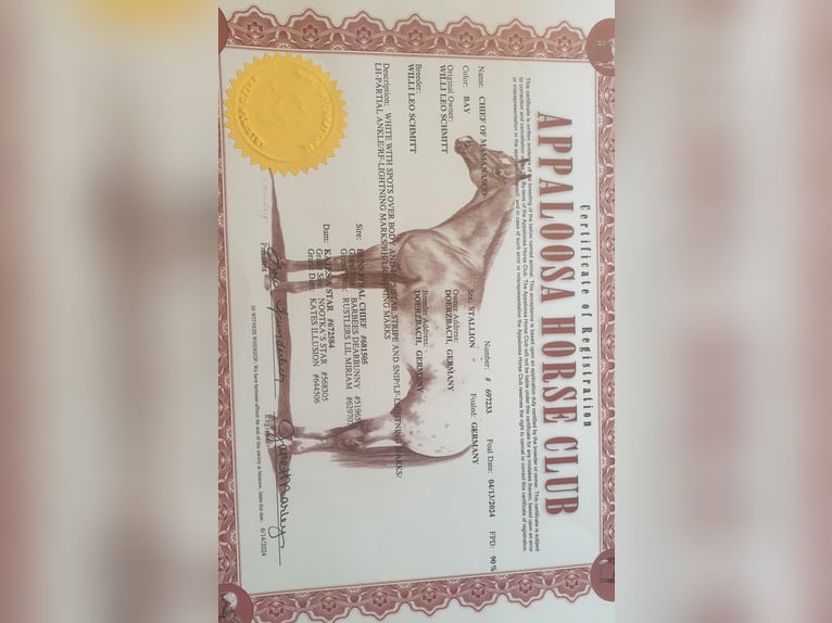 Appaloosa Mare 13 years 14,3 hh Leopard-Piebald in D&#xF6;rzbach