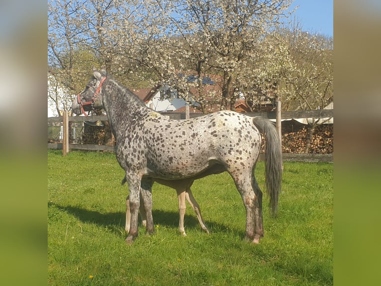 Appaloosa Mare 13 years 14,3 hh Leopard-Piebald in D&#xF6;rzbach