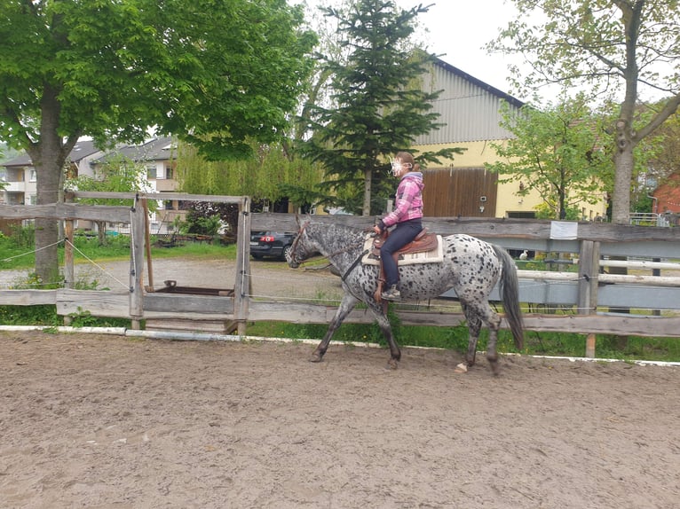 Appaloosa Mare 13 years 14,3 hh Leopard-Piebald in D&#xF6;rzbach
