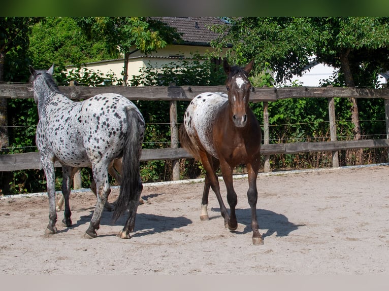 Appaloosa Mare 13 years 14,3 hh Leopard-Piebald in D&#xF6;rzbach