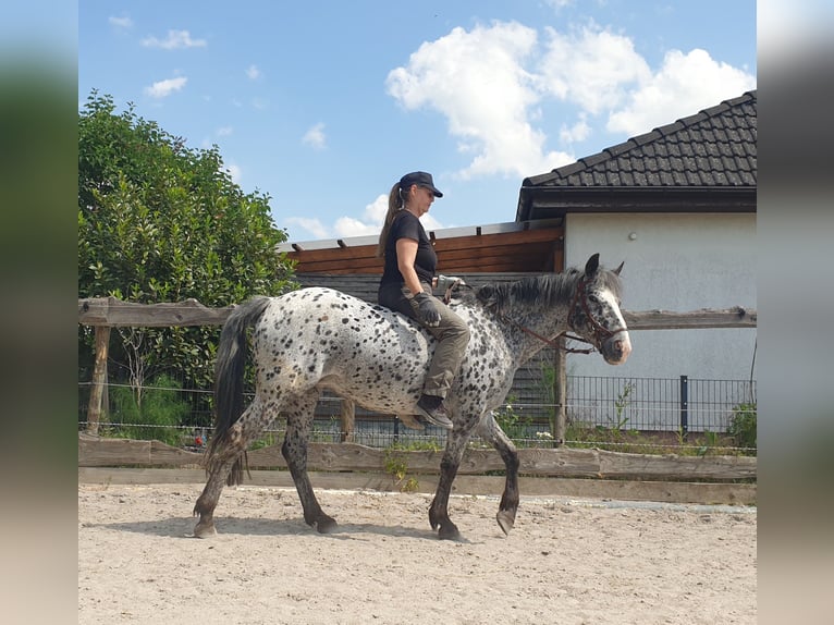Appaloosa Mare 13 years 14,3 hh Leopard-Piebald in D&#xF6;rzbach