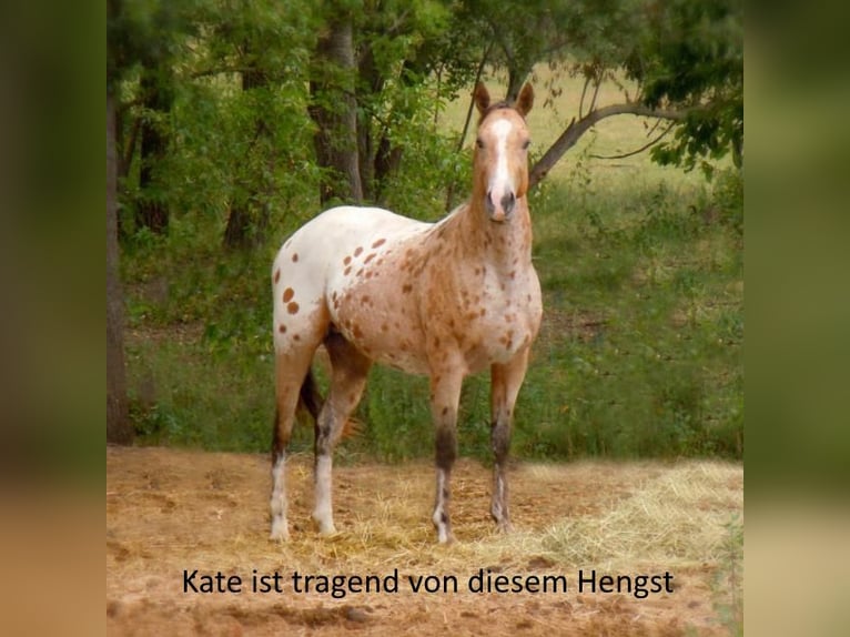 Appaloosa Mare 13 years 14,3 hh Leopard-Piebald in D&#xF6;rzbach