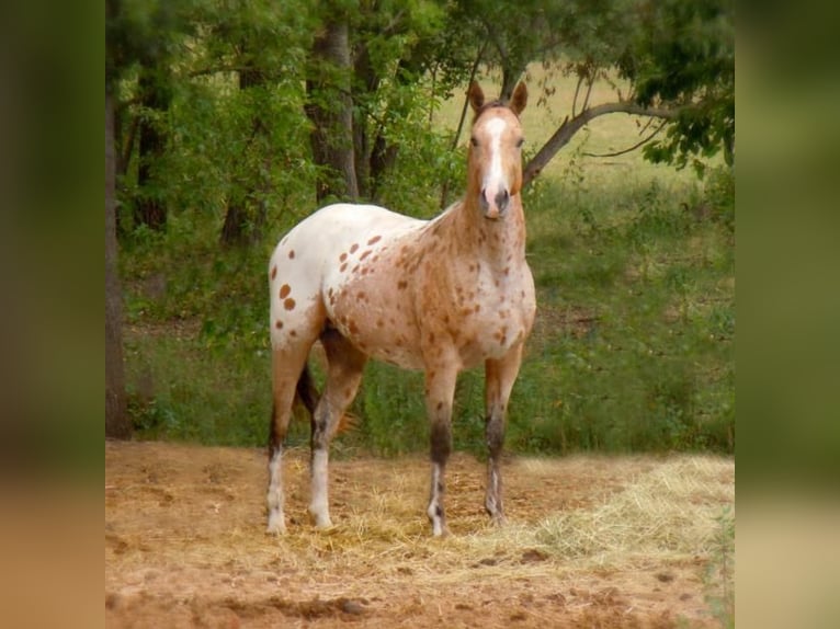 Appaloosa Mare 13 years 14,3 hh Leopard-Piebald in D&#xF6;rzbach