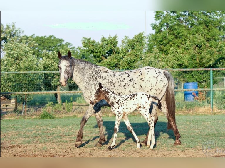 Appaloosa Mare 13 years 14,3 hh Leopard-Piebald in D&#xF6;rzbach