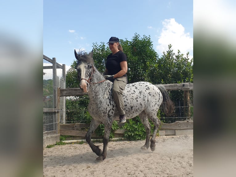 Appaloosa Mare 13 years 14,3 hh Leopard-Piebald in D&#xF6;rzbach