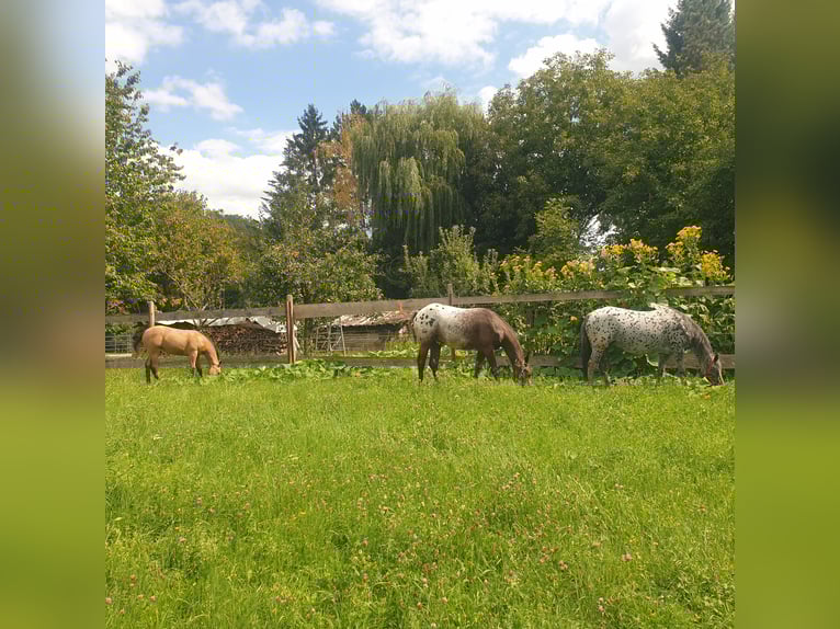 Appaloosa Mare 13 years 14,3 hh Leopard-Piebald in D&#xF6;rzbach