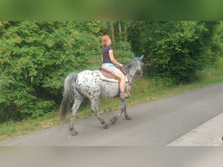Appaloosa Mare 13 years 14,3 hh Leopard-Piebald in D&#xF6;rzbach