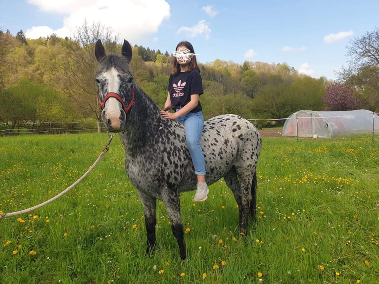 Appaloosa Mare 13 years 14,3 hh Leopard-Piebald in D&#xF6;rzbach