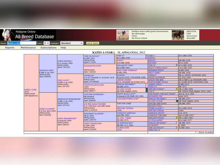 Appaloosa Mare 13 years 14,3 hh Leopard-Piebald in Dörzbach Appaloosa Mare 13 years 14,3 hh Leopard-Piebald in Dörzbach