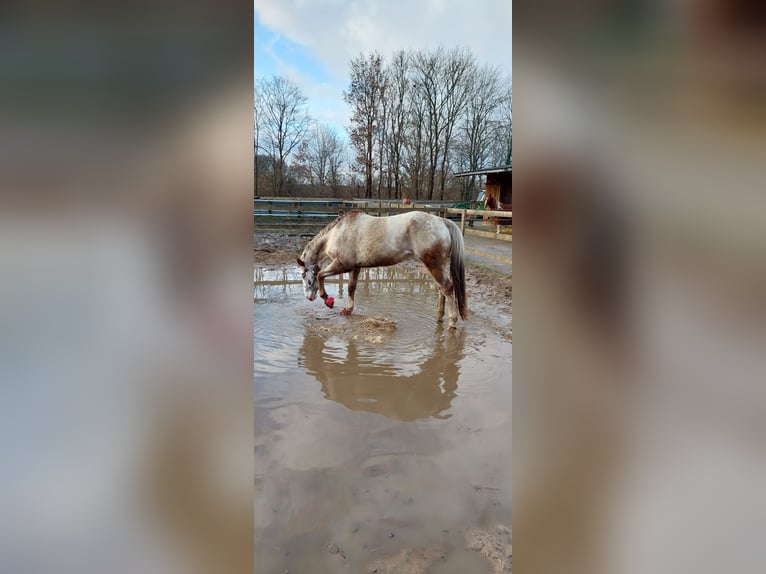 Appaloosa Mare 13 years 14,3 hh in Münster