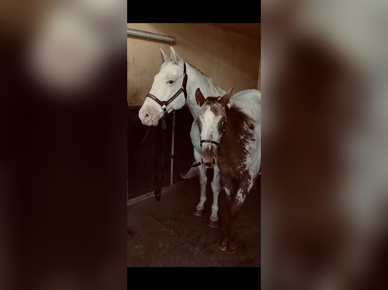 Appaloosa Mare 13 years 14,3 hh White in N&#xF6;rdlingen
