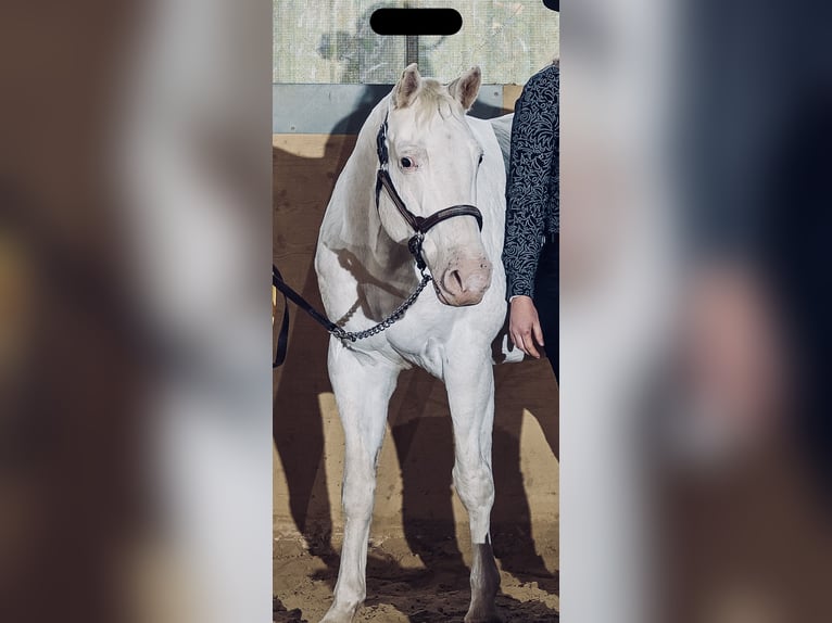 Appaloosa Mare 13 years 14,3 hh White in N&#xF6;rdlingen