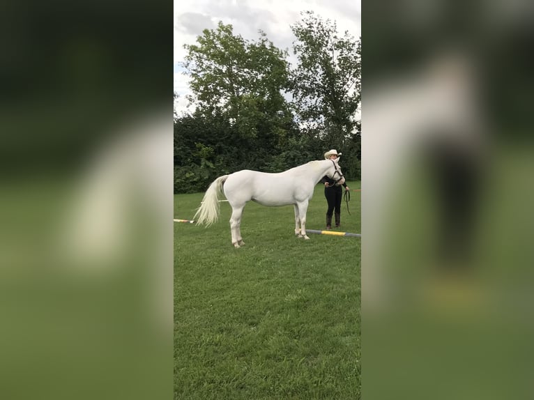 Appaloosa Mare 13 years 14,3 hh White in N&#xF6;rdlingen
