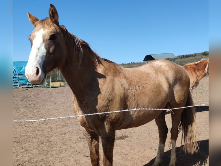 Appaloosa Mix Mare 13 years 15,3 hh Palomino in Frielendorf