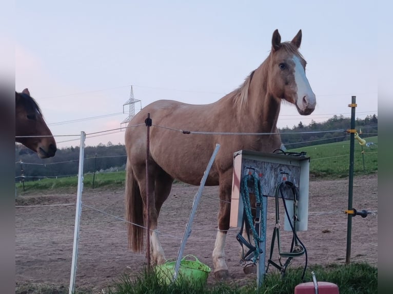 Appaloosa Mix Mare 13 years 15,3 hh Palomino in Frielendorf