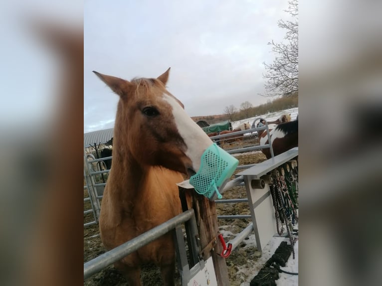 Appaloosa Mix Mare 13 years 15,3 hh Palomino in Frielendorf