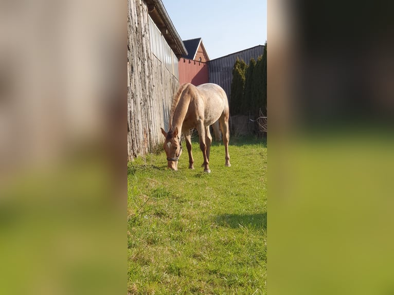 Appaloosa Mix Mare 13 years 15,2 hh  in Hamwarde