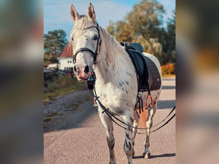 Appaloosa Mare 13 years in Schänis