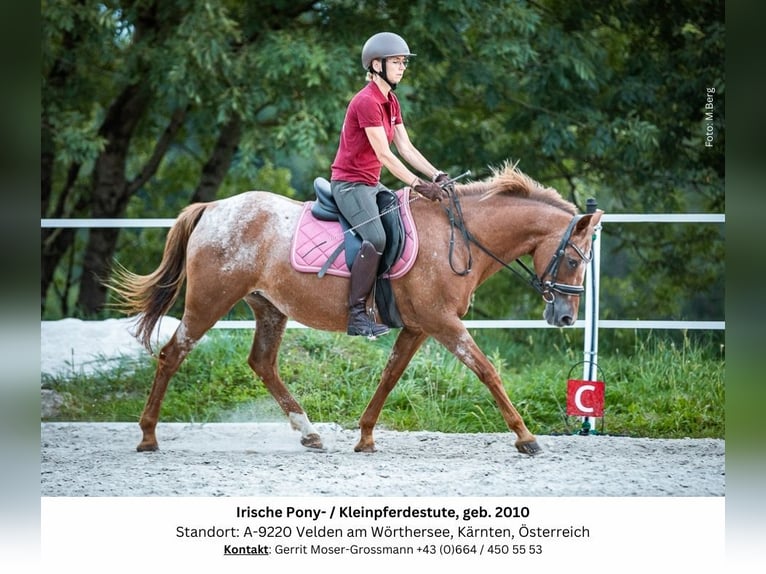 Appaloosa Mix Mare 14 years 13,3 hh in Velden