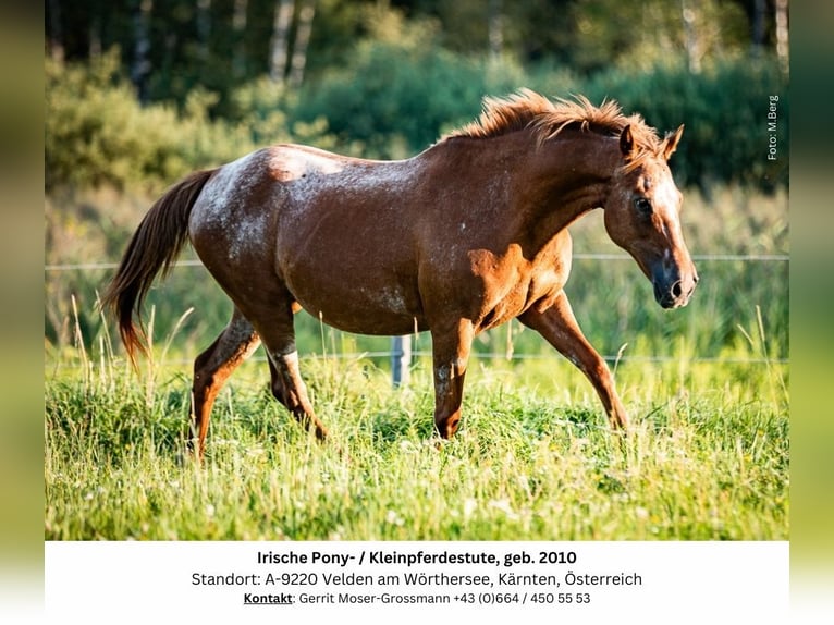 Appaloosa Mix Mare 14 years 13,3 hh in Velden