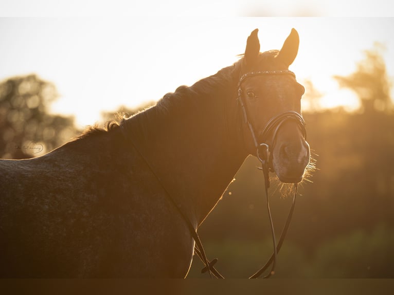 Appaloosa Mare 14 years 14.2 hh Brown in Amersfoort