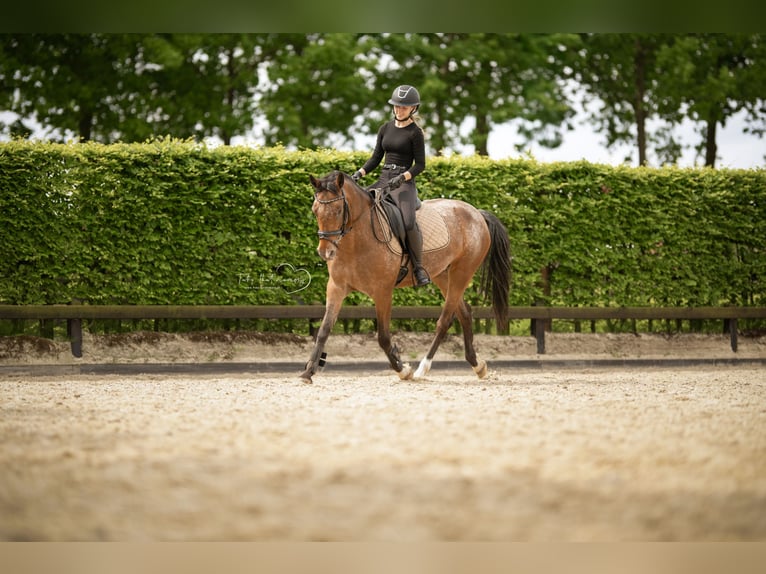 Appaloosa Mare 14 years 14.2 hh Brown in Amersfoort