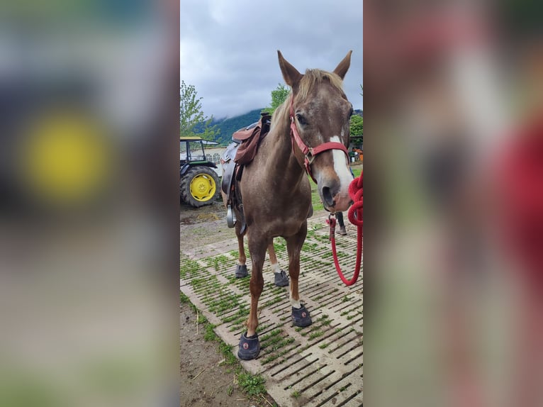 Appaloosa Mix Mare 14 years 14,2 hh Leopard-Piebald in Dossenheim