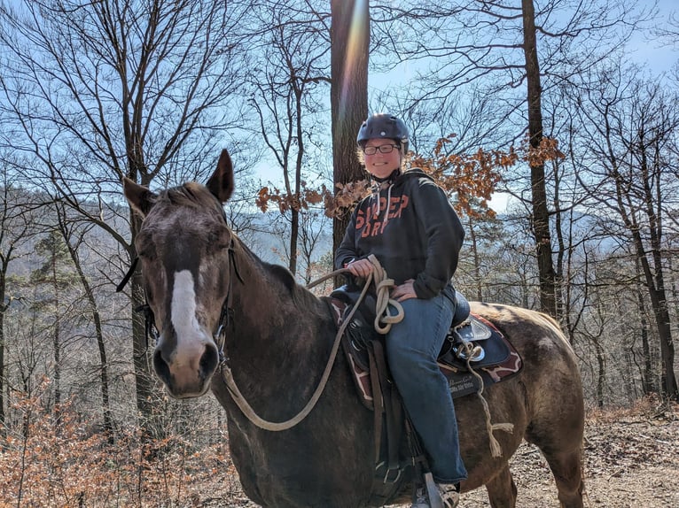 Appaloosa Mix Mare 14 years 14,2 hh Leopard-Piebald in Dossenheim